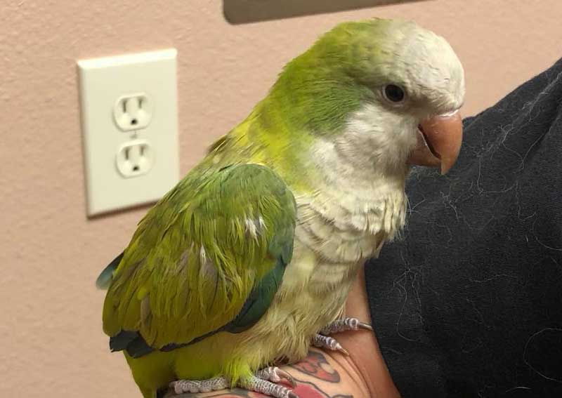 Carousel Slide 4: Bird and exotic pet care