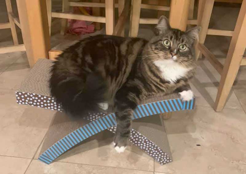 Carousel Slide 2: Cat veterinary care