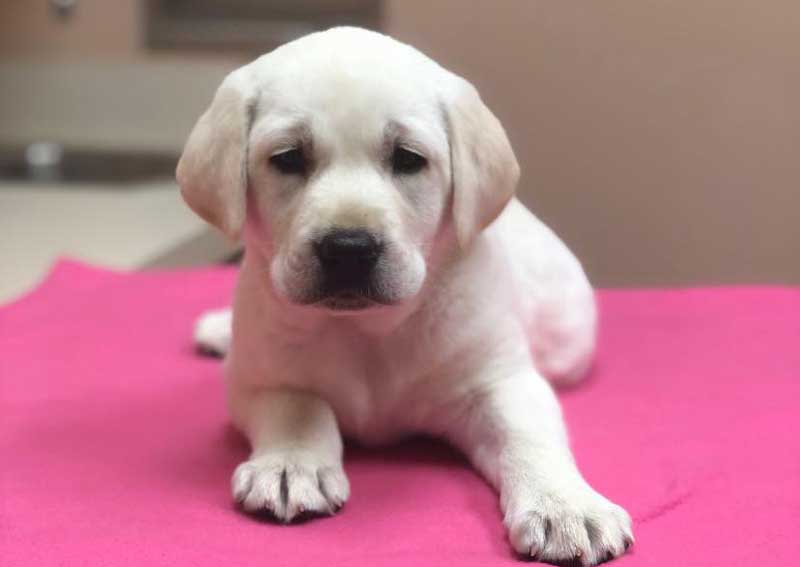 Carousel Slide 5: Puppy & kitten exams